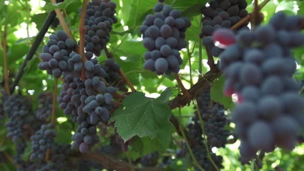 Komen Trossen Zwarte Druiven Van Dichtbij Langzame Beweging — Stockvideo