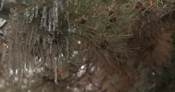 Tropfen Tropfen Von Eiszapfen Auf Eine Kiefer Nahaufnahme — Stockvideo