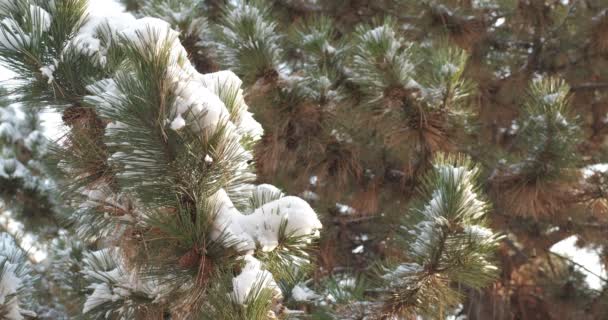 Fine Snow Falling Background Snow Covered Pine Tree Cones Close — Stock Video