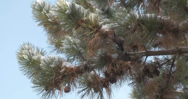 Fine Snow Falling Background Snow Covered Pine Tree Cones Close — Stock Video