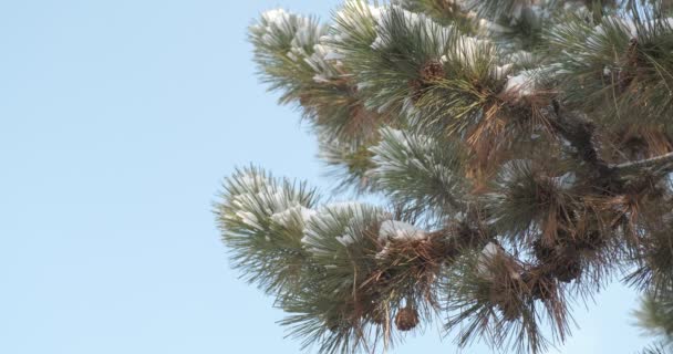 Kar Kaplı Bir Kozalaklı Çam Ağacının Arka Planına Kar Yağıyor — Stok video