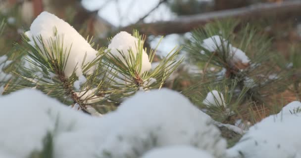 눈덮인 소나무의 배경에는 원추형의 내리고 — 비디오