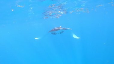 Stingray dalgıçlar arasında mavi suyun altında yüzer. Güneş ışığı su yüzeyinde parlıyor.