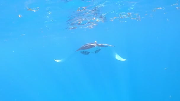 Stingray Nada Bajo Agua Azul Entre Los Buzos Luz Solar — Vídeo de stock