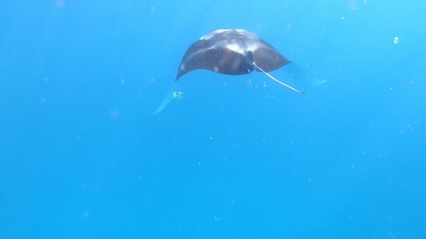Stachelrochen Schwimmen Unter Blauem Wasser Zwischen Tauchern Sonnenlicht Scheint Durch — Stockvideo