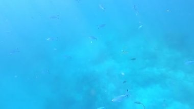 Maldivler 'deki mercan kayalıkları ve tropik balıklar. Güneş ışığının altında yaşam parlıyor..