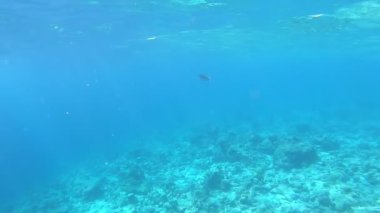 Maldivler 'deki mercan kayalıkları ve tropik balıklar. Güneş ışığının altında yaşam parlıyor..