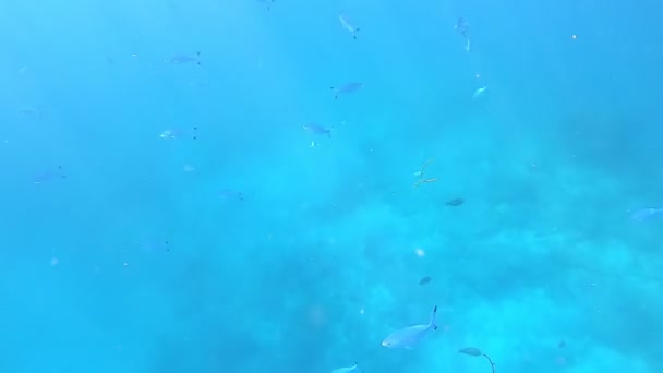 Coral Reef Tropic Fishes Maldives Underwater Life Sunlight Shining — Stock Video