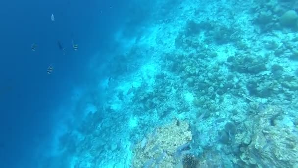 Arrecife Coral Peces Tropicales Maldivas Vida Submarina Bajo Luz Del — Vídeo de stock