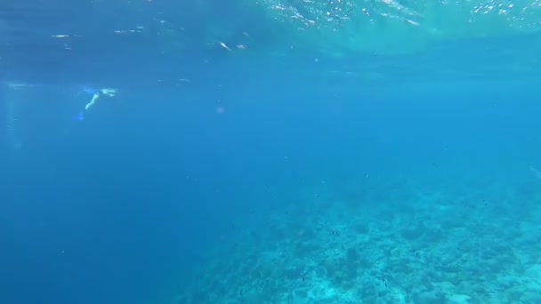 Recifes Coral Peixes Trópicos Nas Maldivas Vida Subaquática Luz Sol — Vídeo de Stock