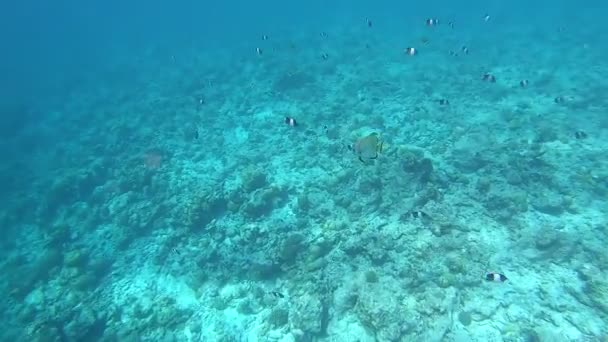Recifes Coral Peixes Trópicos Nas Maldivas Vida Subaquática Luz Sol — Vídeo de Stock