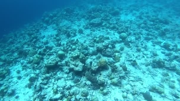 Recifes Coral Peixes Trópicos Nas Maldivas Vida Subaquática Luz Sol — Vídeo de Stock
