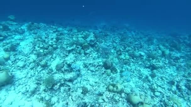Korálové Útesy Tropické Ryby Maledivách Podvodní Život Slunci Svítí — Stock video