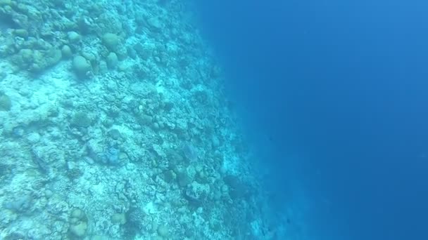 Arrecife Coral Peces Tropicales Maldivas Vida Submarina Bajo Luz Del — Vídeo de stock