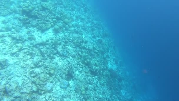 Arrecife Coral Peces Tropicales Maldivas Vida Submarina Bajo Luz Del — Vídeo de stock