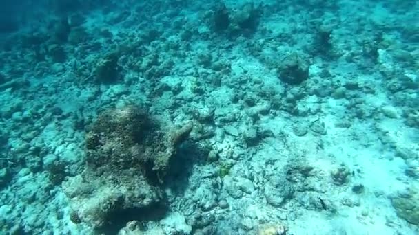 Arrecife Coral Peces Tropicales Maldivas Vida Submarina Bajo Luz Del — Vídeo de stock