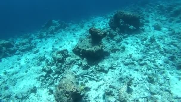 モルディブのサンゴ礁と熱帯魚 輝く太陽の下での水中生活 — ストック動画