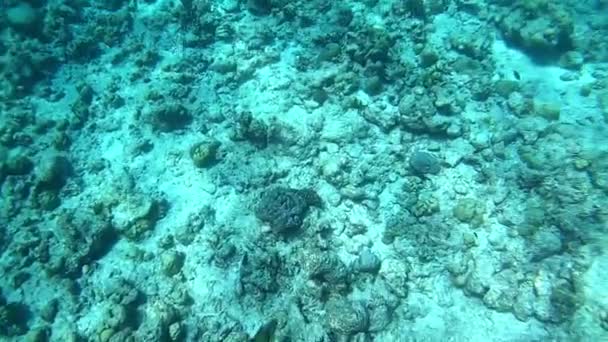 Arrecife Coral Peces Tropicales Maldivas Vida Submarina Bajo Luz Del — Vídeos de Stock