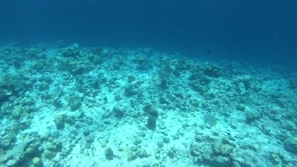 Rafa Koralowa Tropikalne Ryby Malediwach Podwodne Życie Świetle Słonecznym — Wideo stockowe