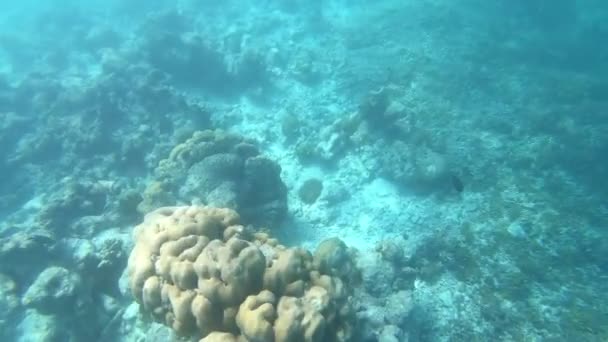 Recifes Coral Peixes Trópicos Nas Maldivas Vida Subaquática Luz Sol — Vídeo de Stock