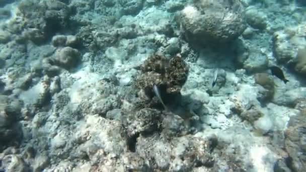 Arrecife Coral Peces Tropicales Maldivas Vida Submarina Bajo Luz Del — Vídeos de Stock