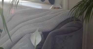 Oturma odasının köşesinde üzerinde kalın kumaştan yapılmış beyaz ekoseli koyu mor koltuk. Cephede çiçek açan bitkiler, gün ışığında çekilen