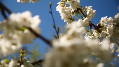 Güneşli bir günde, bahçede bir elma ağacının dalında çiçekler. Kapat..