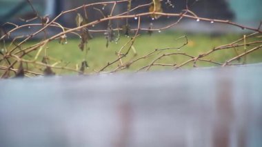 Bir bahar bahçesinin arka planına düşen damlaların ve yağmur akıntılarının yakın çekimi. Bulutlu yağmurlu gün.