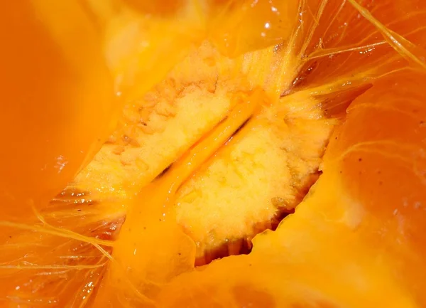 Weicher Abstrakter Orangefarbener Hintergrund Für Weibliche Menstruationskalender Und Landwirtschaftliche Artikel — Stockfoto