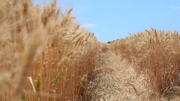 Närbild Video Mogna Ekologiska Rågveteöron Jordbruksmark Skörden Med Hustruhänder — Stockvideo