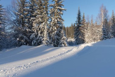 Yol, güneşli bir kış gününde karla kaplı köknar ağaçlarına doğru bir kar yığınına çıkar..