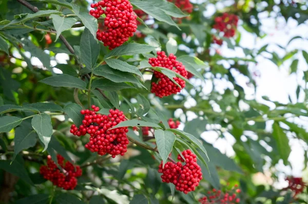 夏の庭に緑の葉を持つエルダーベリー赤 Sambubus Racemosa の熟した果実の枝 — ストック写真