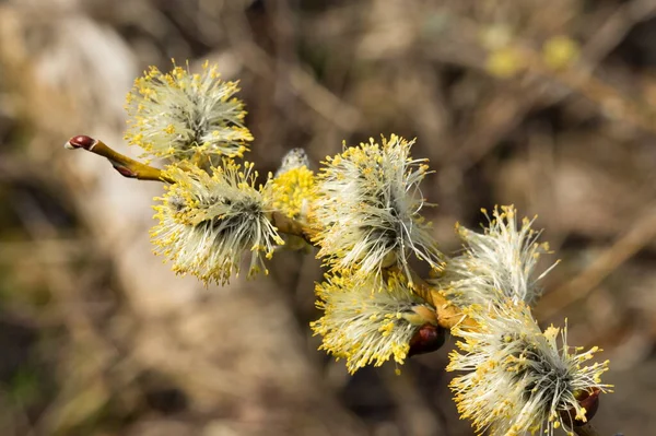 Egy Vadon Termő Fűzfa Virágzó Ága Bolyhos Virágokkal — Stock Fotó