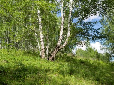 Several Russian birches grow in a bunch from one root on a hillock in the forest on a summer sunny day. clipart