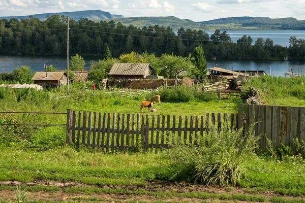 Calves Graze Backyard Village House Backdrop Lake Sunny Summer Day — Stock Photo, Image