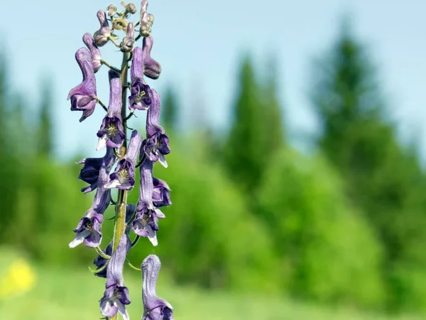 Inflorescencia Extremadamente Venenoso Delfinio Silvestre Aconite Exelsum Septentrionale Koelle Sobre —  Fotos de Stock