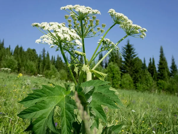 Ush Siberian Hogweed Latim Heraclum Sibricum Sib Paltirxan Uma Planta — Fotografia de Stock