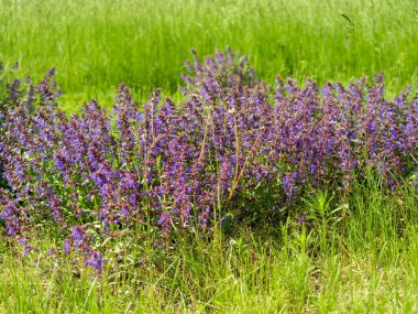 Geniş yapraklı adaçayı (Latin Salvia officinalis) çiçekleri yeşil bir çayırda yetişir..