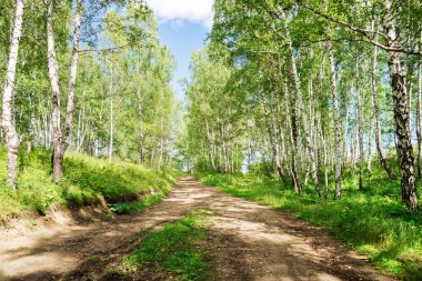 Güneşli bir yaz gününde huş ağaçlarının arasından toprak bir yol geçer..