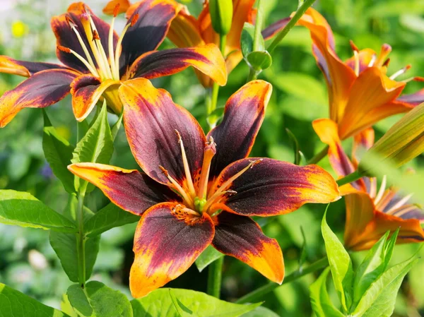 Asiatic Hybrid Easy Samba Lily Blooms Garden Summer Day — Stock Photo, Image