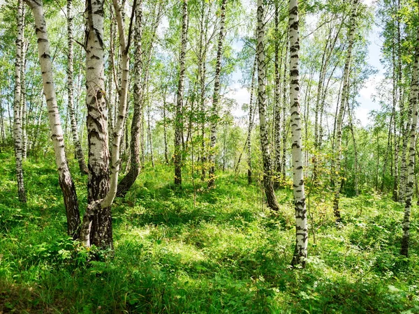 Güneşli Bir Yaz Gününde Değmemiş Çimenli Huş Ağacı — Stok fotoğraf