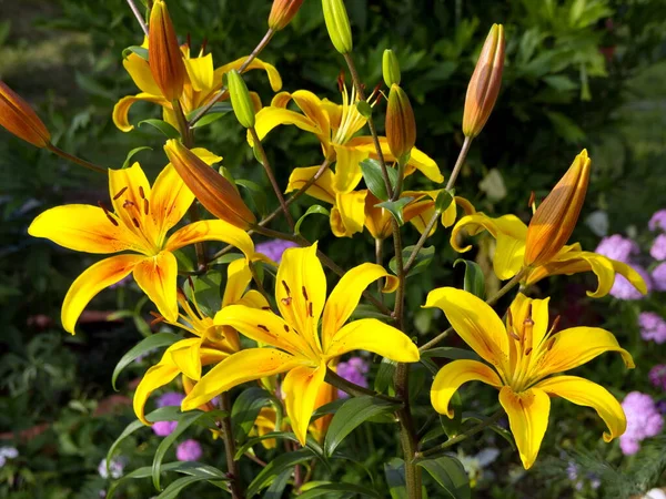 Hybrid Yellow Lily Firebird Bloom Front Garden Sunny Summer Day — Stock Photo, Image