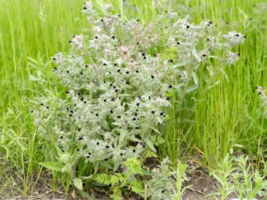 Nonea (Lat.Nonea pulla), Boraginaceae familyasından yaz mevsiminde çimlerin arasında yetişen bir bitki türü..