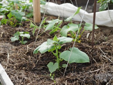 Baharda bir sebze bahçesinde gübreyle gübrelenmiş, yüksek bir yatakta salatalıktan çıkan genç bir filiz..