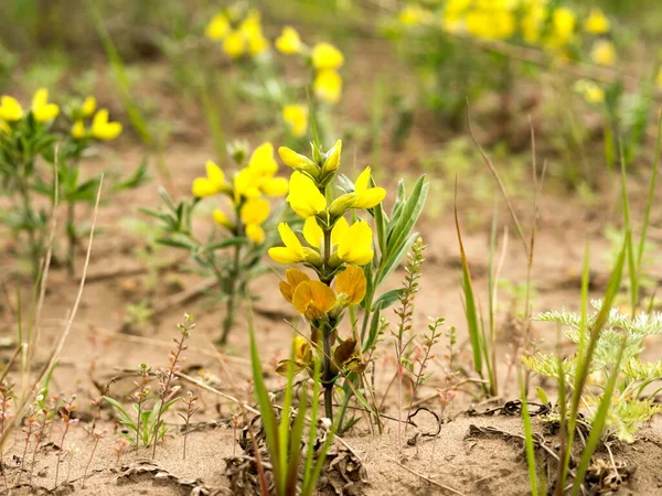 Astragalus Saralinsky Lat Astragalus Saralensis Gontsch Familia Leguminosas Florece Suelo — Foto de Stock