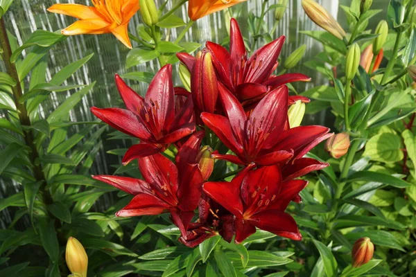 Blooming Bush Hybrid Burgundy Lily Dark Secret Grows Ornamental Garden — Stock Photo, Image