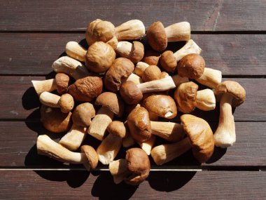 Bir demet taze toplanmış porcini mantarı (lat. Boletus edulis) Güneşli bir günde tahta bir masada uzanır..