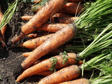 Kök ekimi havuç (Latin Daucus carota subsp. Sativus), bahçeden yeni çıkarılmış, güneşli bir yaz gününde bir yığın halinde yerde yatıyordu..