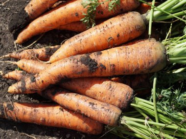 Latin Daucus carota subsp 'nin sebze kökü sebzelerinden taze çıkarılmış. Sativus) Güneşli bir yaz gününde yerde yatar.