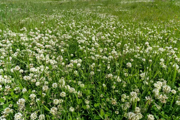 晴れた夏の日に牧草地に白いクローバー ラテンTrifolium Repens が咲きます — ストック写真